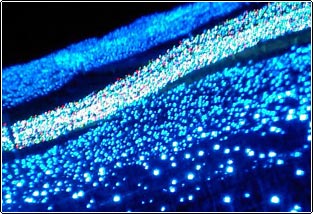 nabana_03.jpg nabana_03.jpg