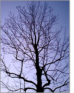 sky_blue.jpg sky_blue.jpg